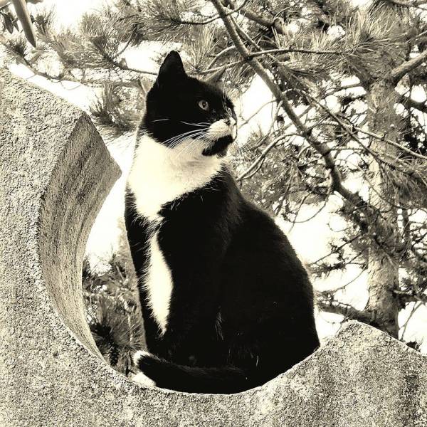 Protection animale à la Seyne sur Mer près de Toulon dans le Var Cat and Trees