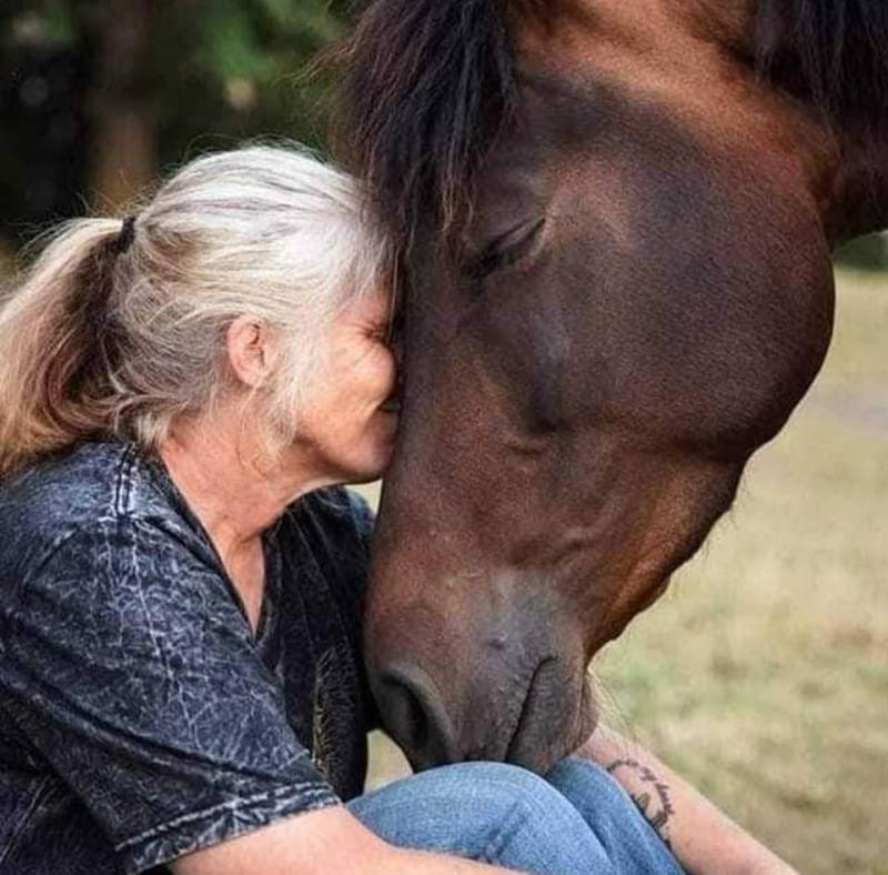 Centre equestre à Six Fours près de Toulon dans le Var Ecurie du Mas de Cocagne