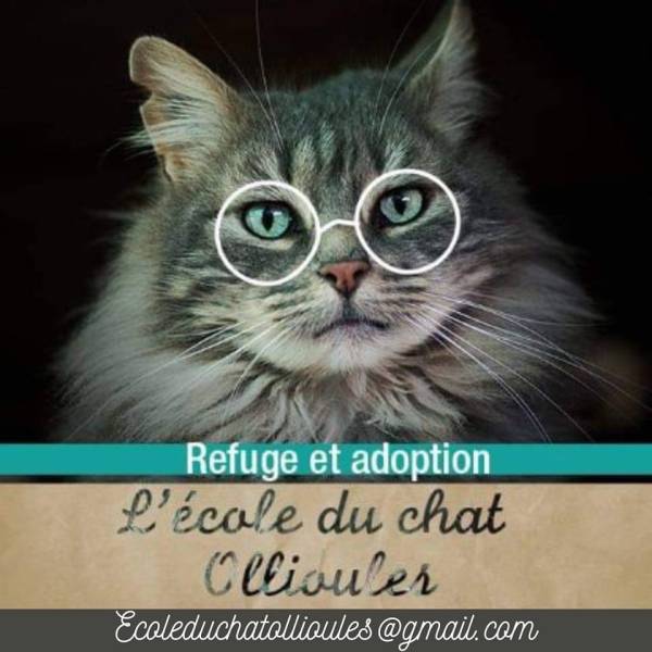 Protection animale à Ollioules près de Toulon dans le Var L'école du Chat