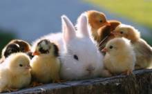 Vente de volailles vivantes et animaux de basse-cour chez SOPAVAR à Six Fours près de Toulon dans le Var